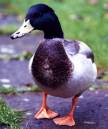 /gallery/data/501/thumbs/Wild_Mallard_Drake_copy.jpg