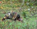 Wild_Turkey.jpg