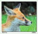 Wild_fox.jpg