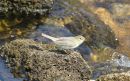Willow_Wabbler_Phylloscopus_trochilus_5-5-2016_2.jpg