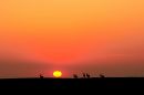 Wind-Cave-Elk-5590_wpf.jpg