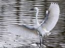 Wing_span.jpg
