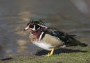 Wood-Duck-1.jpg