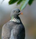 Wood-Pigeon.jpg