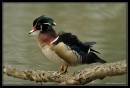 WoodDuck11-4618.jpg