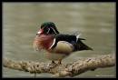 WoodDuck6-4628.jpg
