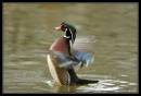 WoodDuck7-4668.jpg