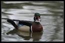 WoodDuck8-4669.jpg