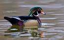 Wood_Duck_5_CR.jpg