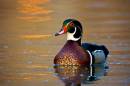 Wood_Duck_Sunset800X600.jpg