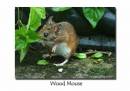 Wood_Mouse.jpg