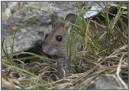 Wood_Mouse_16.jpg