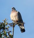 Wood_Pigeon_800.jpg