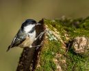 Woodland_Favourites_-_Coal_Tit.JPG