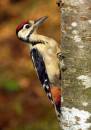 Woodpecker.jpg