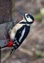 Woodpecker1.jpg