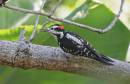 Woodpecker_Jan_07_0063.jpg