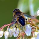 Worker-Bee-on-Perris.jpg