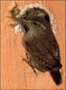 Wren11.jpg