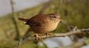 Wren3.jpg
