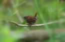 Wren_Troglodytes_Troglodytes_11-6-2020.jpg