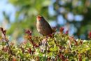 Wren_Troglodytes_Troglodytes_15-4-2020_4.jpg