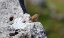 Wren_Troglodytes_troglodytes_5-5-2016_2.jpg