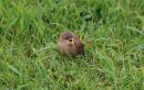 Wren_Troglodytidae_28-7-2019.jpg