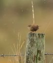 Wren_in_Rain-310597.JPG