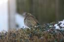 Wren_on_a_hedge.jpg