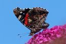 XT1A2615M.jpg
