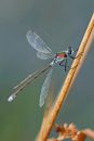 XT1A3039M2.jpg