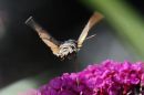 XT201333M_resize.JPG