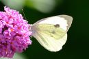 XT201409M_resize.JPG