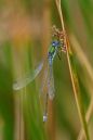 XT201655M_resize.JPG