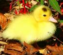 Yellow_Duckling.jpg
