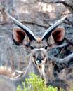 Ykudu.jpg