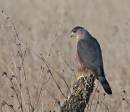 Young-Hawk-Css.jpg