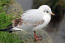 Young_Black_Headed_Gull_1.jpg