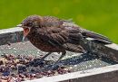 Young_Blackbird.jpg