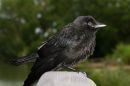 Young_Jackdaw.jpg