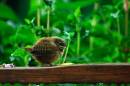 Young_Wren.jpg