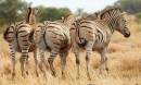 Zebra_24.JPG