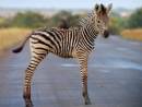 Zebra_31.JPG