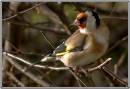 a_goldfinch.jpg