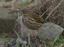abird-007_copy_filtered.jpg