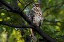 allens-red-tail.jpg