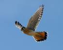 american_kestrel_WPF.jpg