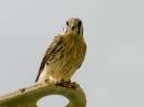 american_kestrel_female2_WPF.jpg