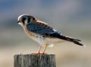 american_kestrel_male_WPF.jpg